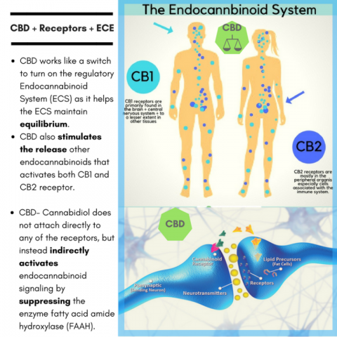 CBD and other Cell Receptor Sites page announcement