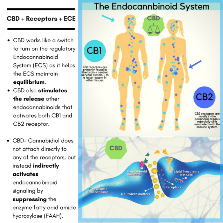 CBD-Receptors