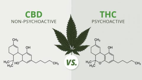 CBD for Health page announcement