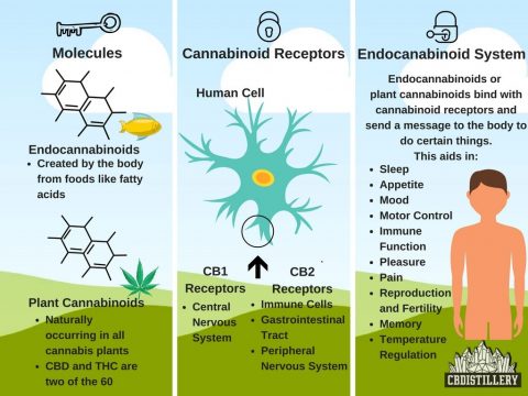 How Does CBD work? page announcement