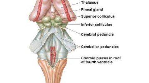 Pineal Gland Structure page announcement