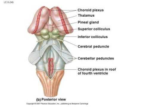 Pineal Gland Structure page announcement