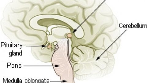 Pineal Gland Intro page announcement