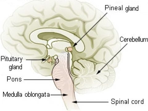Pineal Gland Intro page announcement