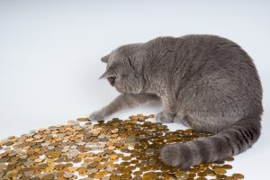 catCoins