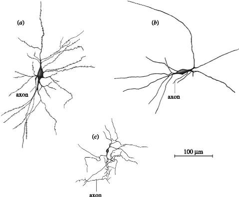 claustrum-neurons